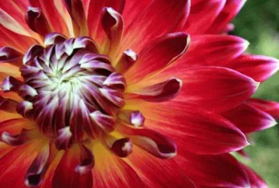 dahlia