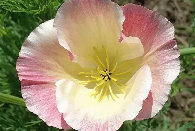 fleur