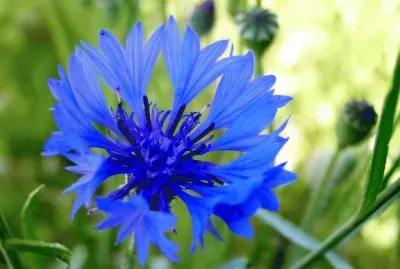bleuet jigsaw puzzle