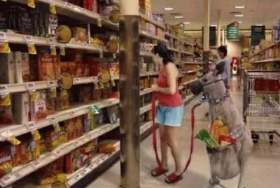 Reusable shopping bags