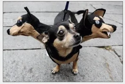 put on this dress, I have not been bullied other dogs