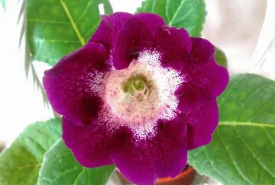gloxinia