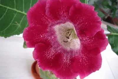 gloxinia