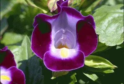 gloxinia