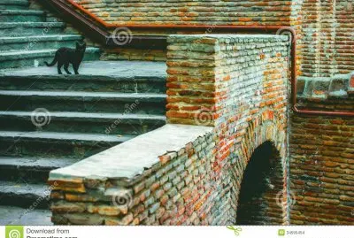 un gato en las escaleras