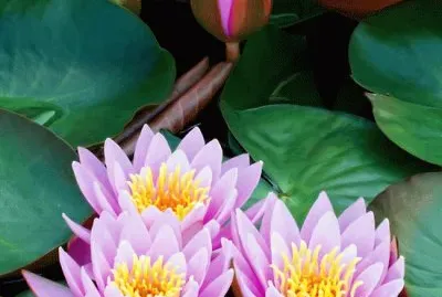 Lotus Flowers jigsaw puzzle