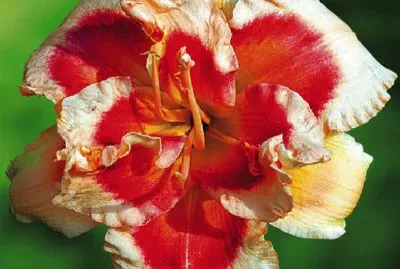 hemerocalle jigsaw puzzle