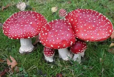 Fall in the Netherlands jigsaw puzzle