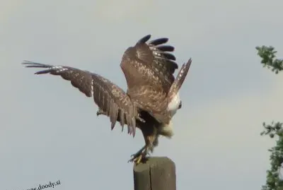 kanja1 jigsaw puzzle