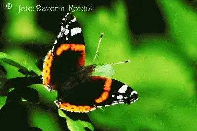 פאזל של Admiral