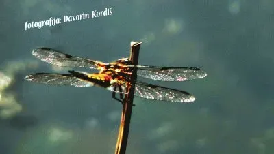 פאזל של KaÄji pastir