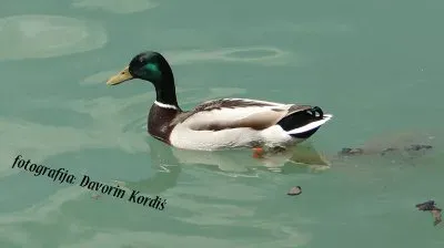 פאזל של Racman