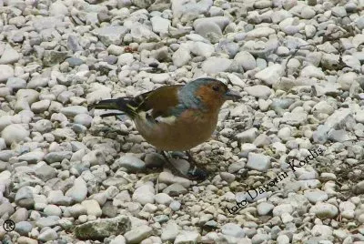 Davorinova sestavljanka - Å¡Äinkavec jigsaw puzzle