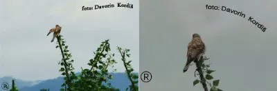 פאזל של Postovke