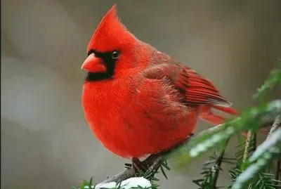 פאזל של Angry Birds