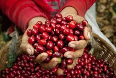Hand full of Coffee Beans  El Salvador jigsaw puzzle