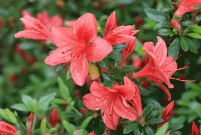 פאזל של azalÃ©e