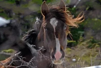 פאזל של cara de bagual