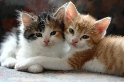 chatons