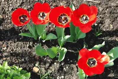 פאזל של Red tulips