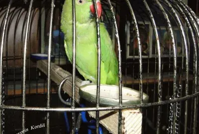 Mali aleksander jigsaw puzzle