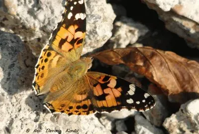 metulj jigsaw puzzle