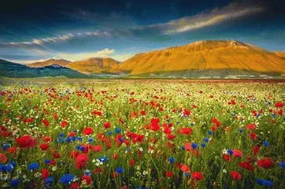 Flores