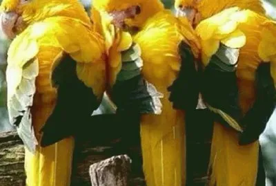 PÃ¡ssaros jigsaw puzzle