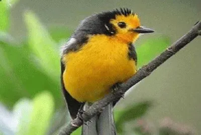 - lindoo,(ooÃ§) jigsaw puzzle