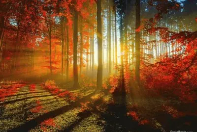 Selva