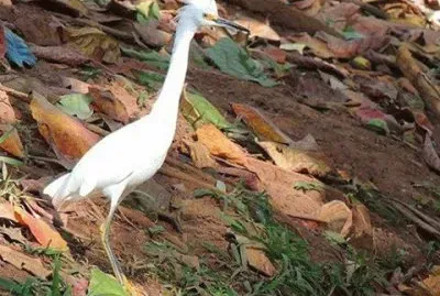 - lindo,(ou) jigsaw puzzle