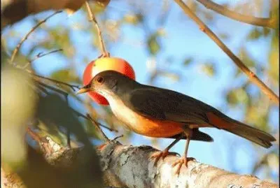 - lindo, jigsaw puzzle