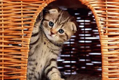 gatet
