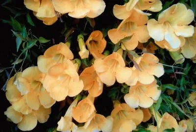 Flors