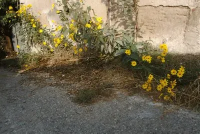 il muro