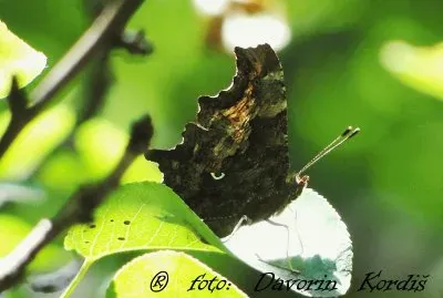 Beli-C jigsaw puzzle