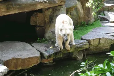 bÃ¤r jigsaw puzzle