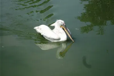 schwimm jigsaw puzzle