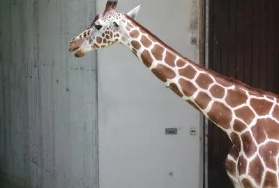 giraffe jigsaw puzzle