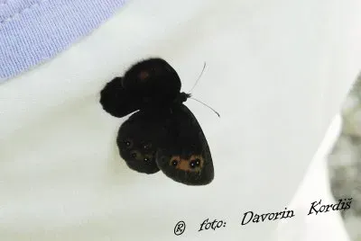 Gozdni rjavÄek jigsaw puzzle