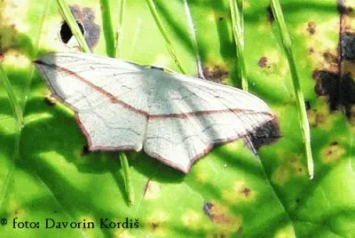 VeÅ¡Äa jigsaw puzzle