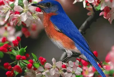 especies identificadas de aves del mundo