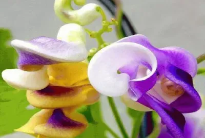 פאזל של flores