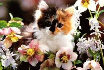 פאזל של chaton