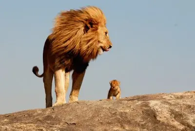 Lleons jigsaw puzzle