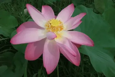 Flor