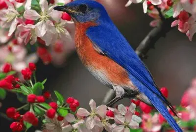 Blue Bird jigsaw puzzle