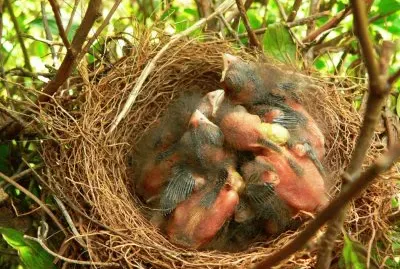 camachuelo durmiendo jigsaw puzzle