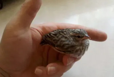 rescued songbird
