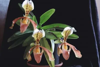 Orquideas jigsaw puzzle